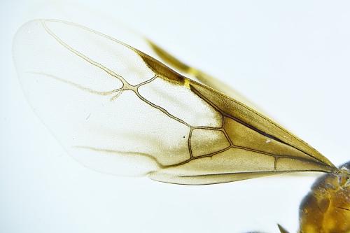 Réf. 311 136 : Lasius sp.